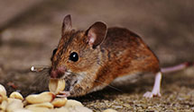 marine-and-boat-pest-control Experts in Wakefield